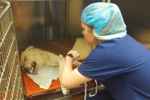 Veterinary-Hospital-Garland_Post-Surgery