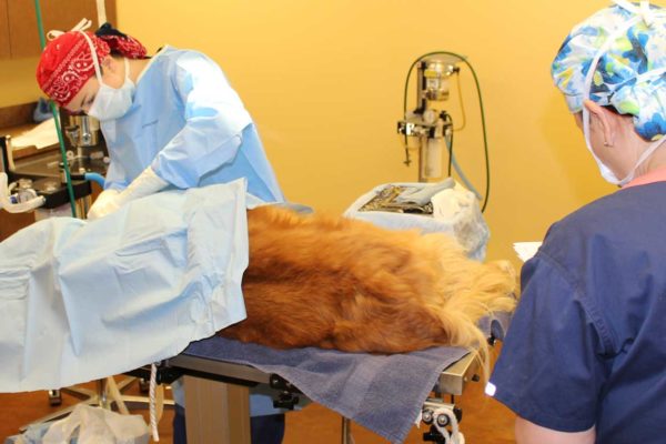 Veterinary-Hospital-Garland_Surgery