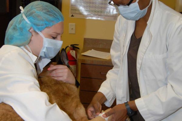 Veterinary-Hospital-Garland_Tour-Surgery